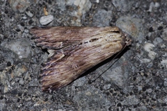 Aegilia describens