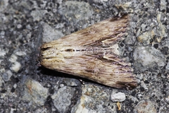 Aegilia describens