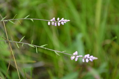 Polygala linoides