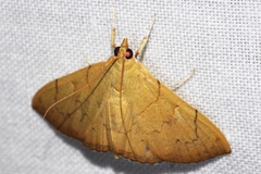 Hyalobathra illectalis