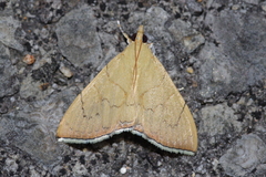 Hyalobathra illectalis