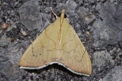 Hyalobathra illectalis