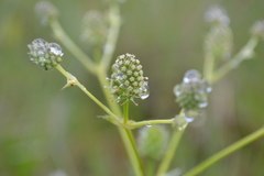 Eryngium floribundum