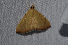 Hyalobathra illectalis