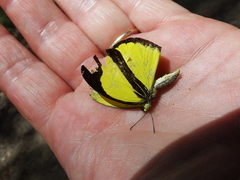 Eurema nicevillei