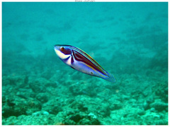 Laboute's Wrasse photo 3