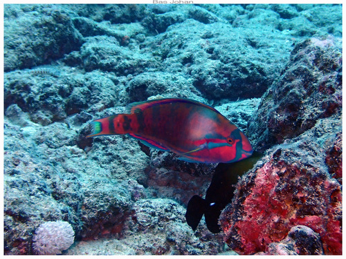 Scarus longipinnis observed 2025-07-03