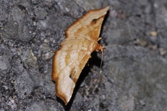 Addaea polyphoralis