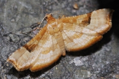 Addaea polyphoralis