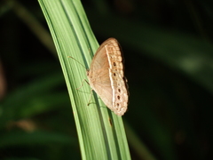 Mycalesis horsfieldi