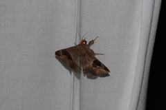 Bastilla joviana