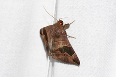 Bastilla joviana