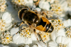 Eristalis brousii