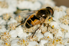 Eristalis brousii