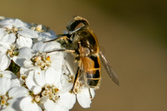 Eristalis brousii