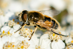 Eristalis brousii