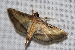 Cnaphalocrocis pilosa