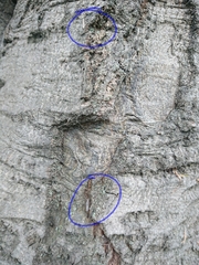 Erechthias fulguritella