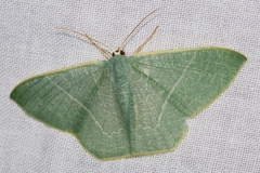Pelagodes subquadraria