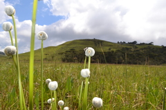 Eriocaulon ligulatum