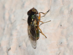 Physiphora clausa