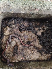 Batrachoseps wrighti