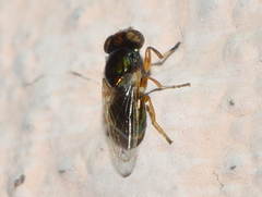 Physiphora clausa
