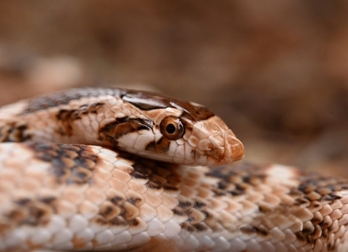 Awl-headed Snake (Lytorhynchus diadema) - Snakes and Lizards