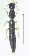 Hyperomma montanum