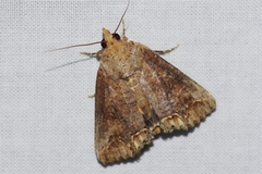 Hypocala biarcuata