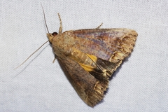 Hypocala biarcuata