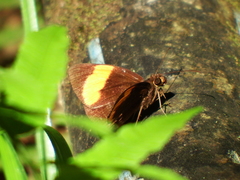 Ancistroides armatus