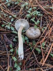 Tephroleuci