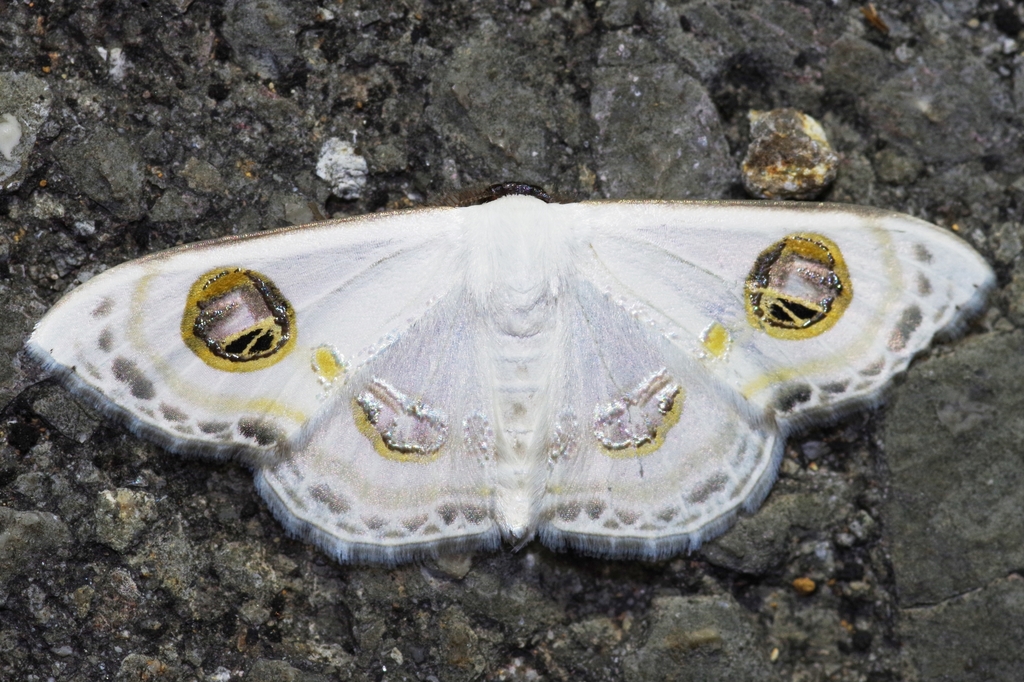 Problepsis albidior
