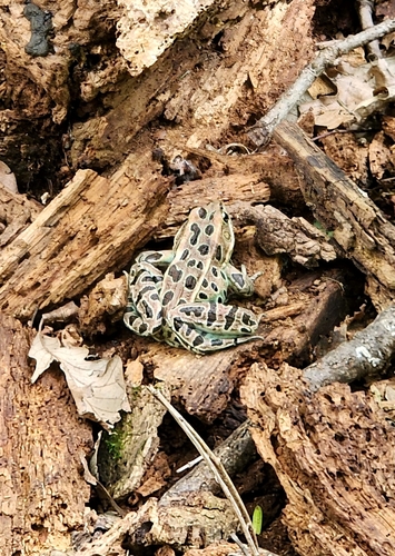 Leopard Frog