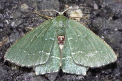 Hemithea tritonaria