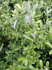Corokia