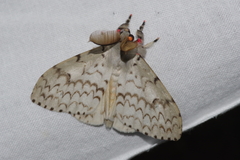 Lymantria xylina