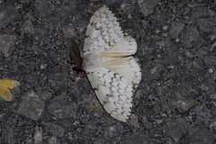 Lymantria xylina