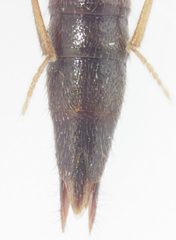 Hyperomma montanum