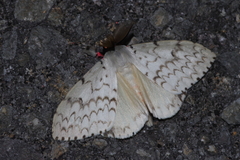 Lymantria xylina
