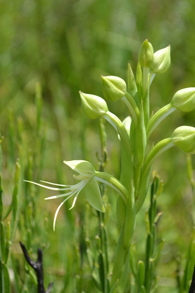 Habenaria macronectar