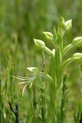Habenaria macronectar