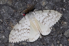 Lymantria xylina