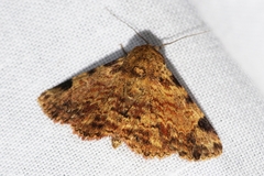 Panilla costipunctata