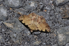 Panilla costipunctata