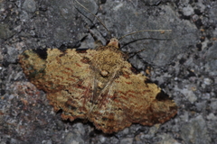 Panilla costipunctata