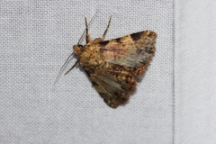 Panilla costipunctata
