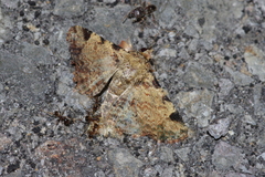 Panilla costipunctata