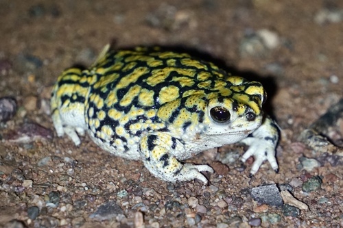 Sonoran Green Toad